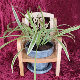 retrouvé une magnifique chaise porte plante en bois noble