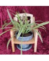 porte plante en bois d'une chaise